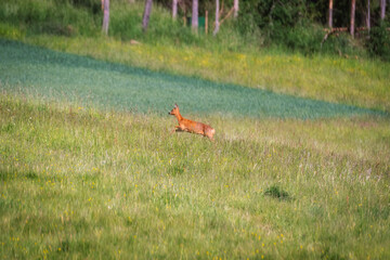 Obraz na płótnie Canvas Deer in the meadow. Roe deer in the woods. 