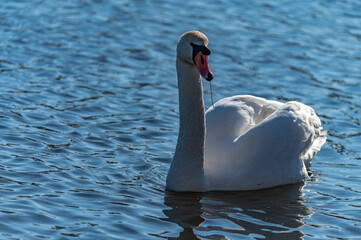 swan in the lake