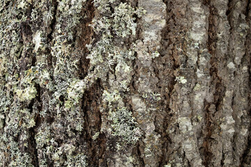 Close up on lichen growing on tree bark