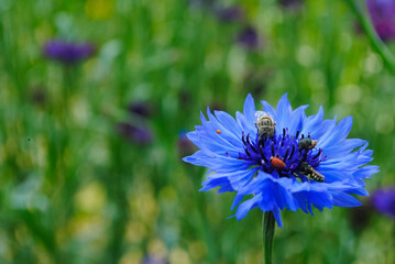 bee on a cornflower daisy
