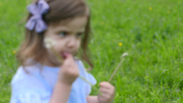little beautiful girl in a blue dress stands in a green field with grass and holds a white dandelion in spring