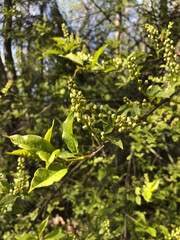 green leaves on a tree