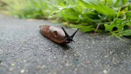 snail on the ground