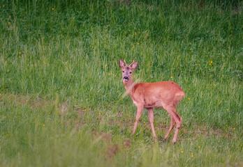 Roe deer in the woods. Deer in the forest.
