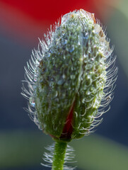 Obraz premium flower with macro in a lot of detail 