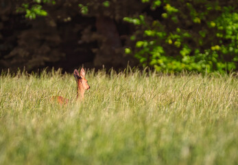 Deer in the meadow. Roe deer in the woods. 