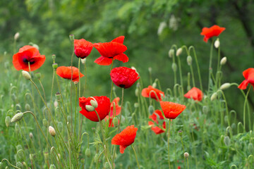 Fototapeta na wymiar red poppies in the field