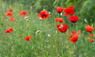 Fototapeta na wymiar red poppies in the field