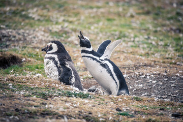 Naklejka premium The Magellanic penguins in the Natural Sanctuary on the Magdalena Island, Chile