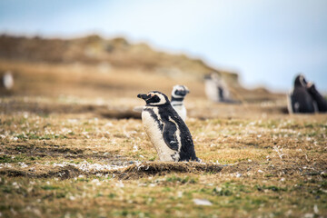The Magellanic penguins in the Natural  Sanctuary on the Magdalena Island, Chile
