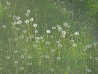 green grass with dandelions