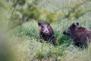 Wild boar in the woods. Wild boar in the wild
