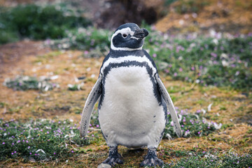 Obraz premium The Magellanic penguins in the Natural Sanctuary on the Magdalena Island, Chile