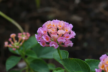 Close up view of Hedge Flower in pink, blooming flower in the garden.