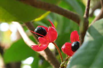 The black fruit of the red flower which looks like the nose of a famous cartoon character is still attached to the flower base, Ochna kirkii Oliv, OCHNACEAE