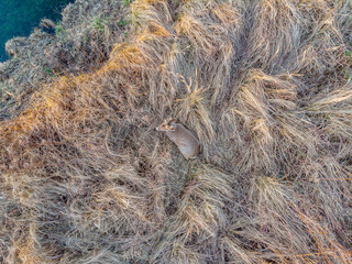 aerial view of a deer