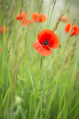 Naklejka premium czerwony mak w polu