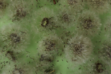 Inflorescences of fluffy dandelions on a green background, close-up.