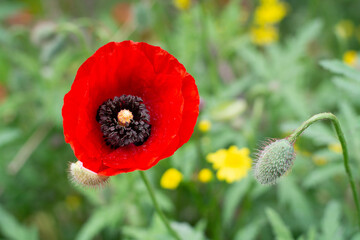 red poppy flower