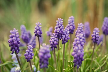 Blooming flowers a group of Muscari armeniacum in the spring