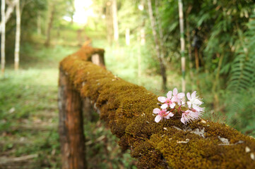 The path way through the forest