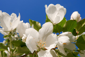 The flower of  blossoming apple tree close-up on the background of blue sky. Concept spring.  Garden. Instagram stile. A blooming branch of apple tree in spring