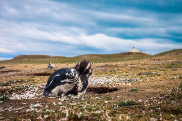 Fototapeta na wymiar The Magellanic penguins in the Natural Sanctuary on the Magdalena Island, Chile