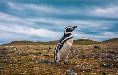 The Magellanic penguins in the Natural  Sanctuary on the Magdalena Island, Chile
