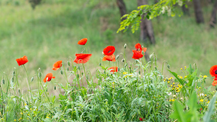 field of red poppies
