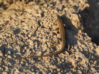reptil color marron, de cola larga, cabeza triangular y cuatro patas con potentes dedos, lerida, españa, europa