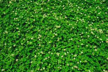 A field of blooming white clover flowers