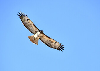Beautiful Red-tail Hawk Soaring