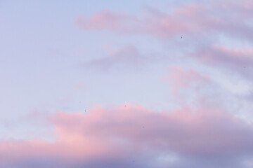 Swallows on the background of the sunset pink sky and clouds 