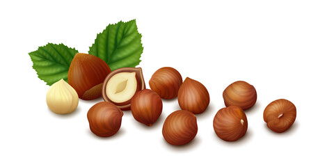 Group of several hazelnut kernels with leaves isolated on white background. Realistic vector illustration.