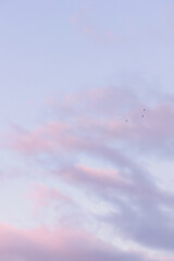 Swallows on the background of the sunset pink sky and clouds  - 354120772