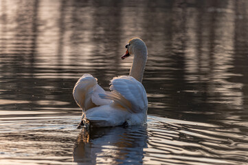 swan in the lake