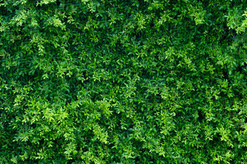 Fototapeta na wymiar Beautiful green bush or green leaves background