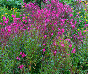 FLORES VIOLETAS EN EL JARDÍN