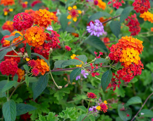 FLORES DE COLORES EN JARDIN