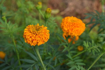 Orange flower on green background