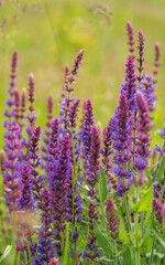 Summer wildflowers and sunny meadow. Postcard for the holiday of Trinity