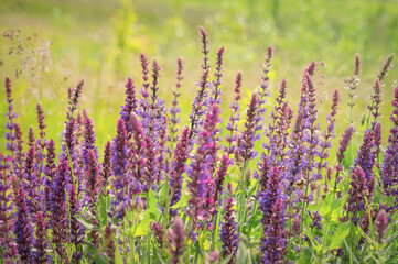 Summer wildflowers and sunny meadow. Postcard for the holiday of Trinity