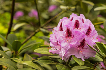 beautiful flowering rhododendron in a wood near Bad Berka