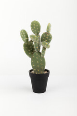small cactus in a pot
