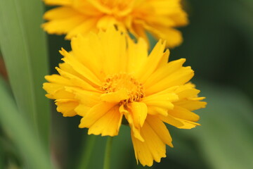 flower, yellow, nature, garden, plant, summer, green, bloom, blossom, flowers, macro, petal, flora, orange, floral, beautiful, spring, beauty, dandelion, daisy, calendula, bright, close-up, petals