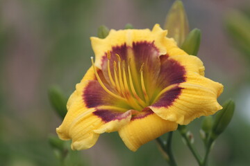 Fototapeta premium flower, yellow, nature, green, spring, plant, orange, garden, macro, bloom, red, summer, flowers, beauty, flora, blossom, floral, poppy, petal, petals, beautiful, close-up, color, field