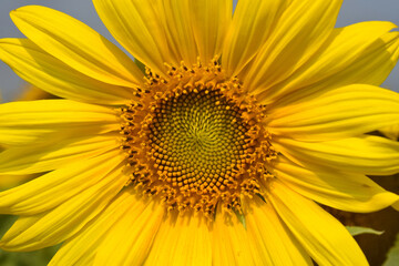 Sunflower close up blossom 