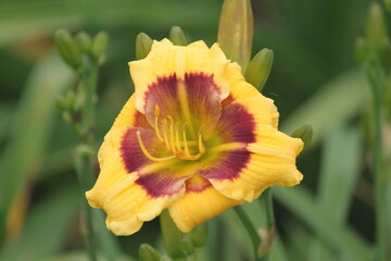 flower, yellow, nature, green, spring, plant, orange, garden, macro, bloom, red, summer, flowers, beauty, flora, blossom, floral, poppy, petal, petals, beautiful, close-up, color,  field