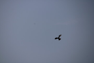 birds in flight