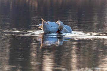 swan on a lake